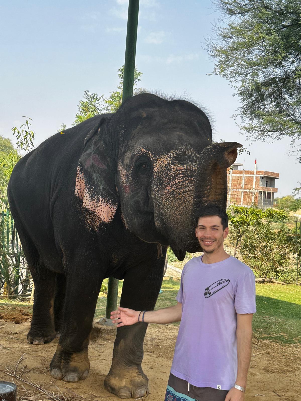 Forest Walk With Gentle Giants